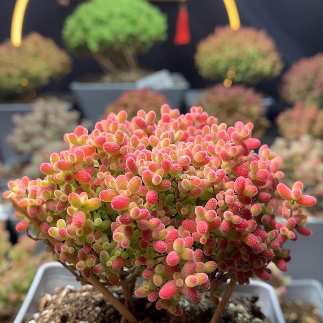 唐*凌B357蜜橘枝干番杏