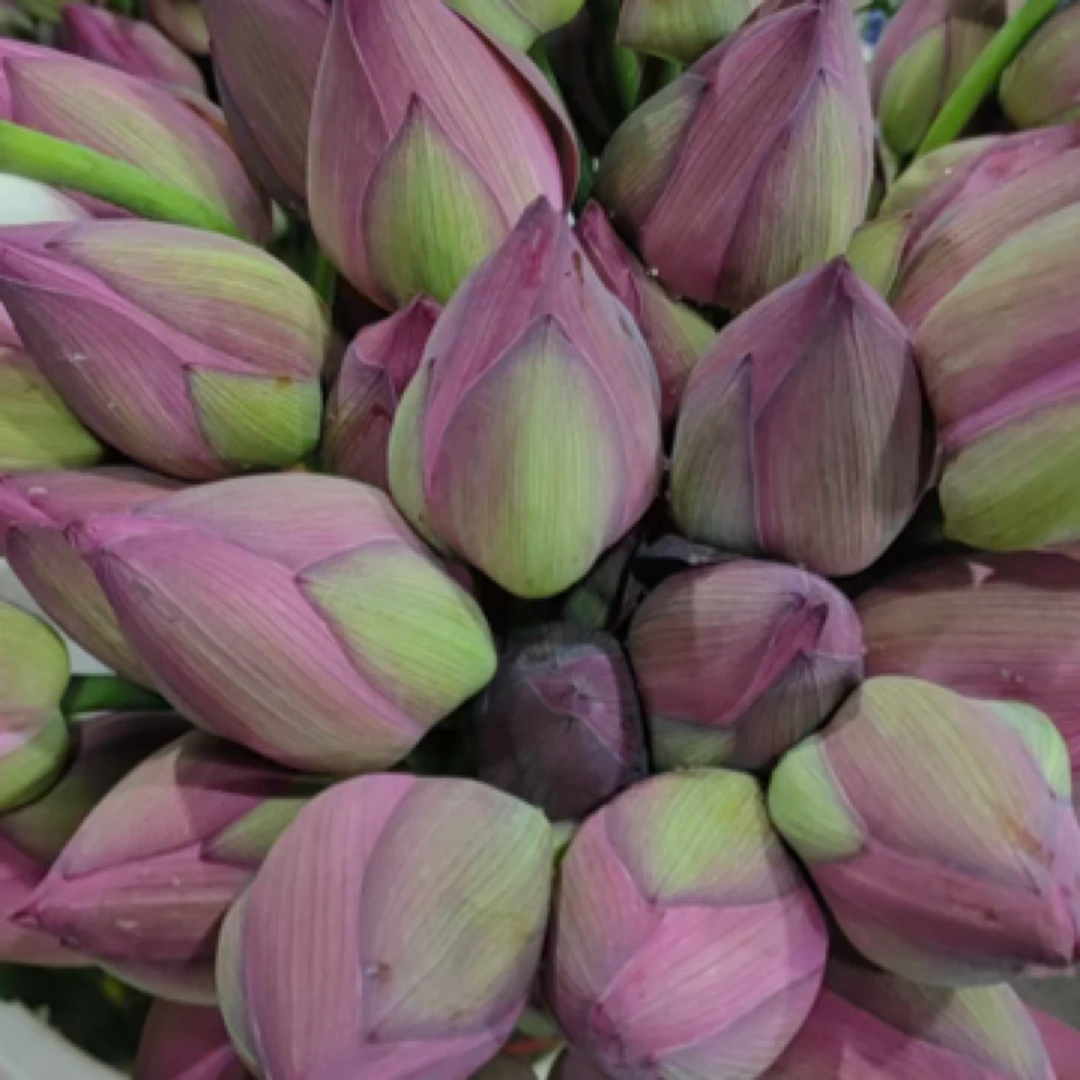 【清凉一夏】荷花莲蓬家居花2枝荷花一支莲蓬