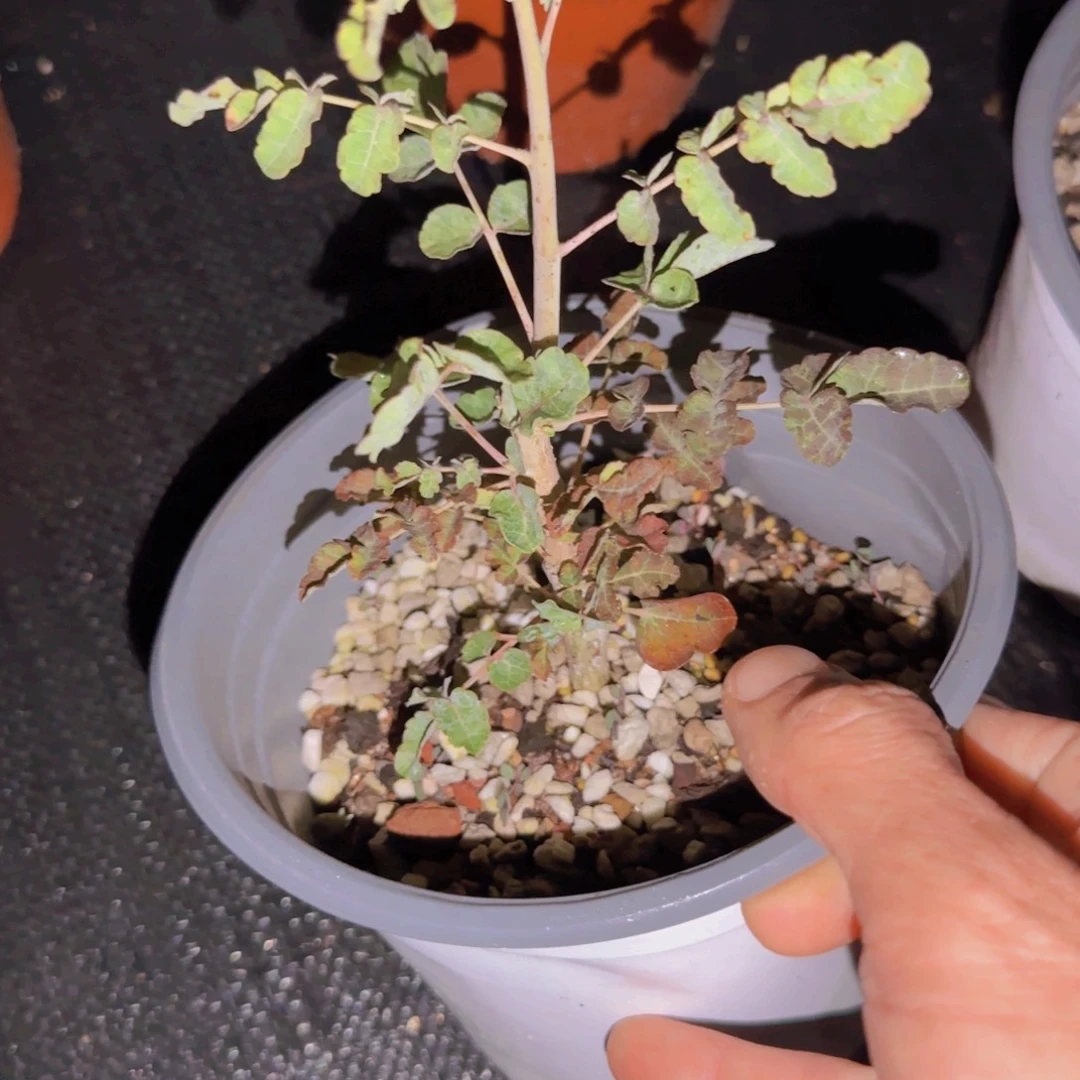 刘***力块根植物块根植物