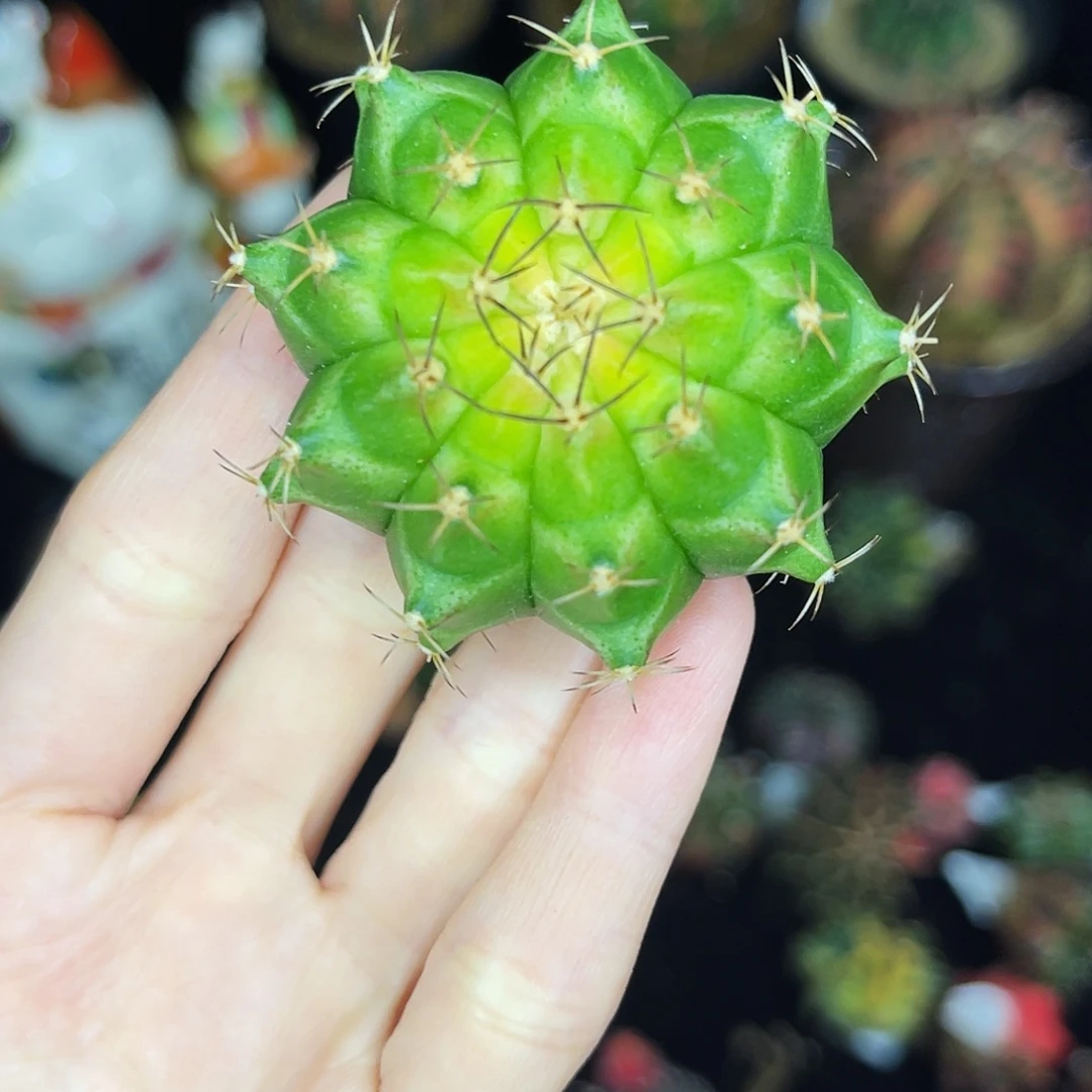 黄心绿轮回 一物一拍
