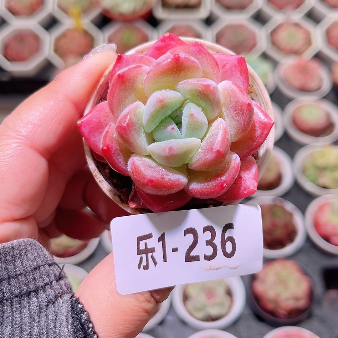 乐然 1-236 橙星单头