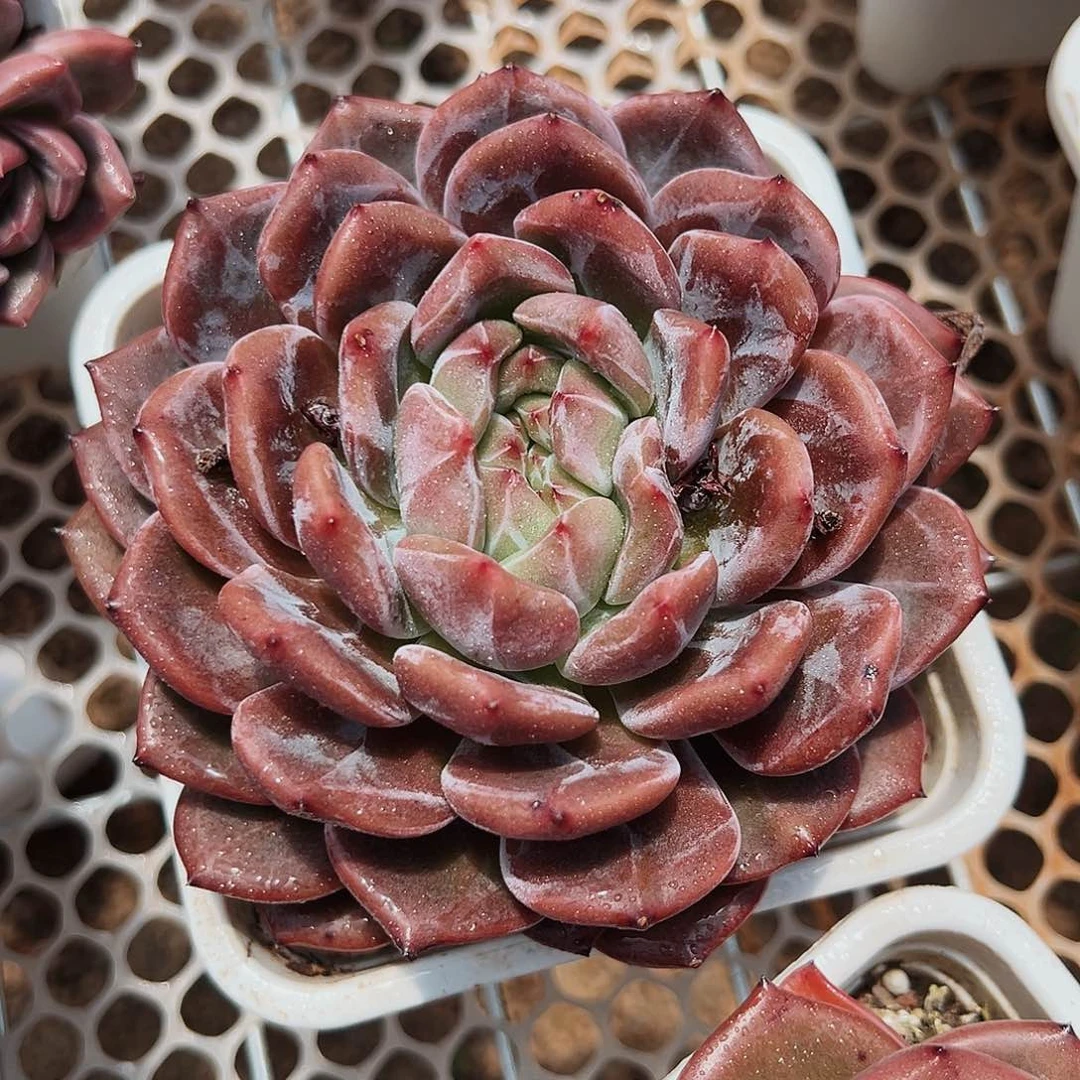 7-19-03精控暗夜精灵