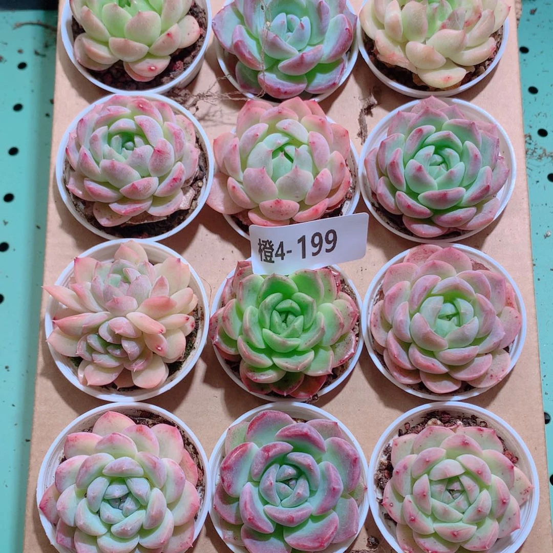 4-199一物一拍带盆18颗