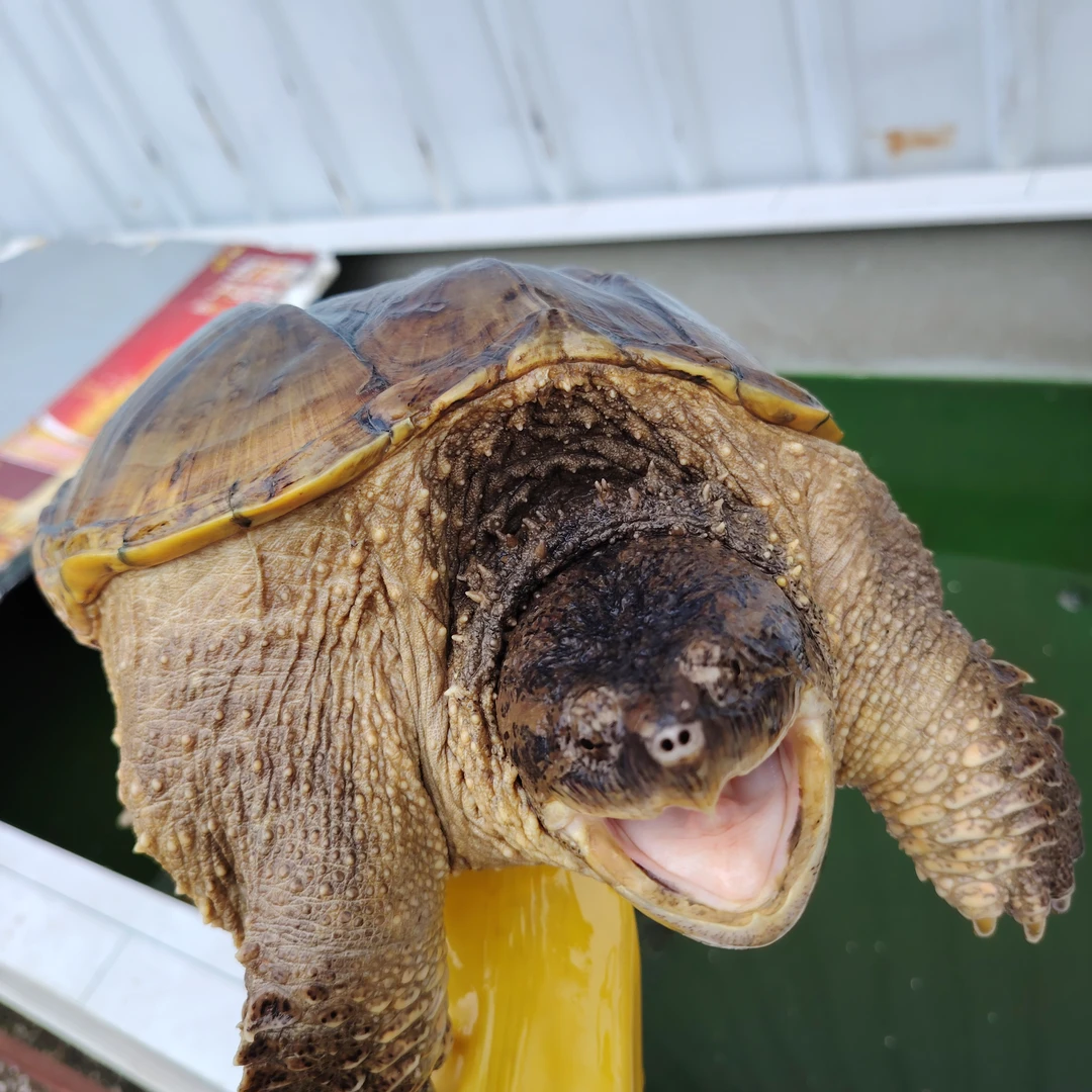 精品杂佛母外塘冷水鳄鱼龟   人工养殖可食用