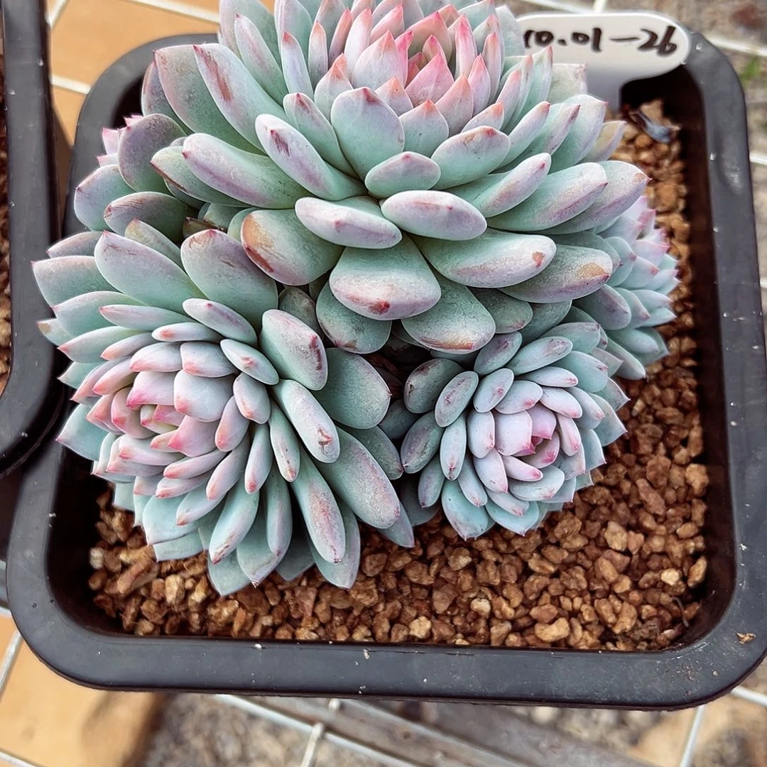 A***a1001-26宠粉福利。