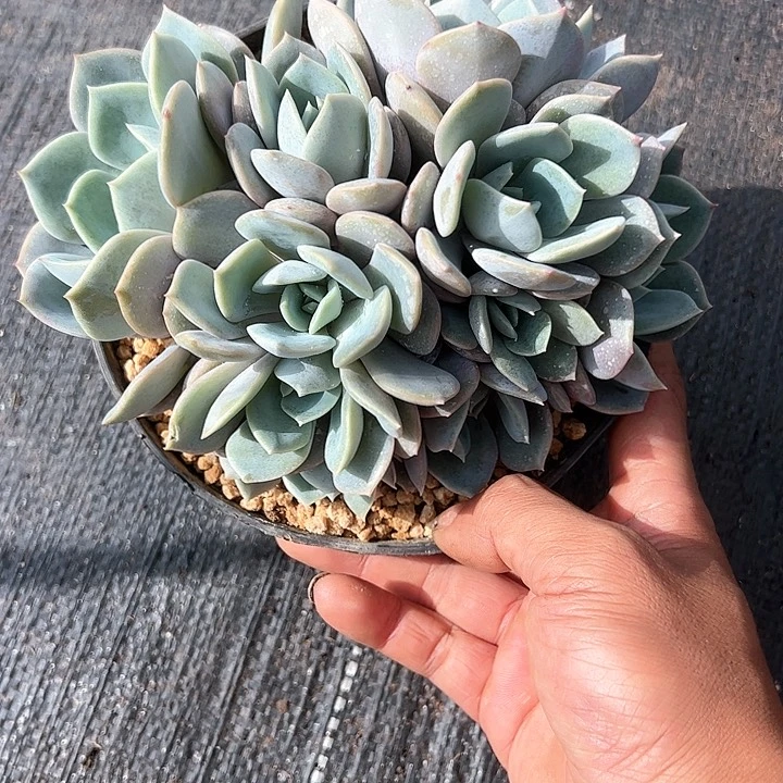 【闪购商品】提拉米苏