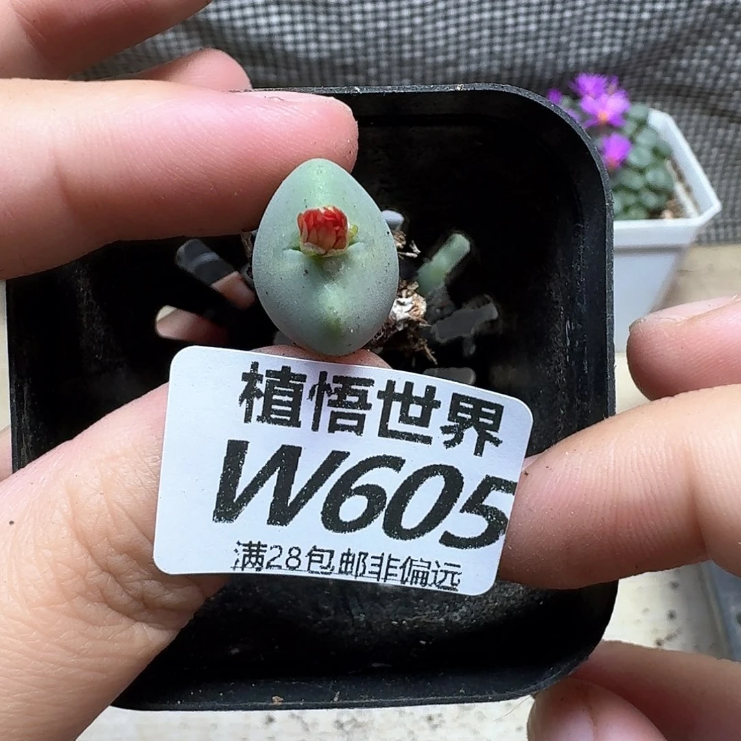多肉植物的润泽地fg