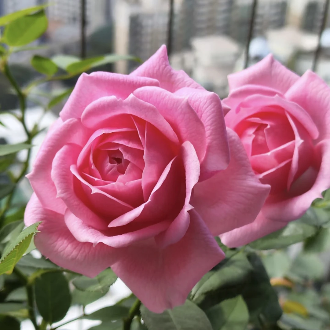 【淑女】1加仑月季阳台庭院盆栽四季开花植物花苗大花月季