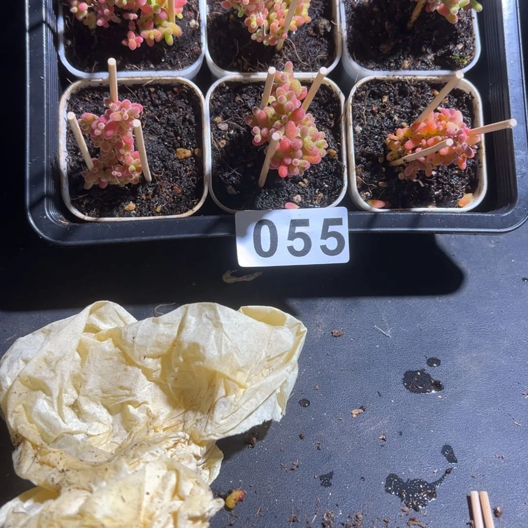 枝干番杏多肉植物055