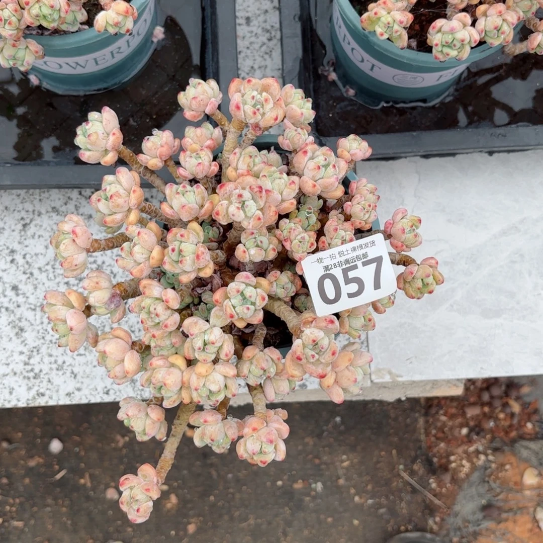 樱花罗绮老桩无盆土发货