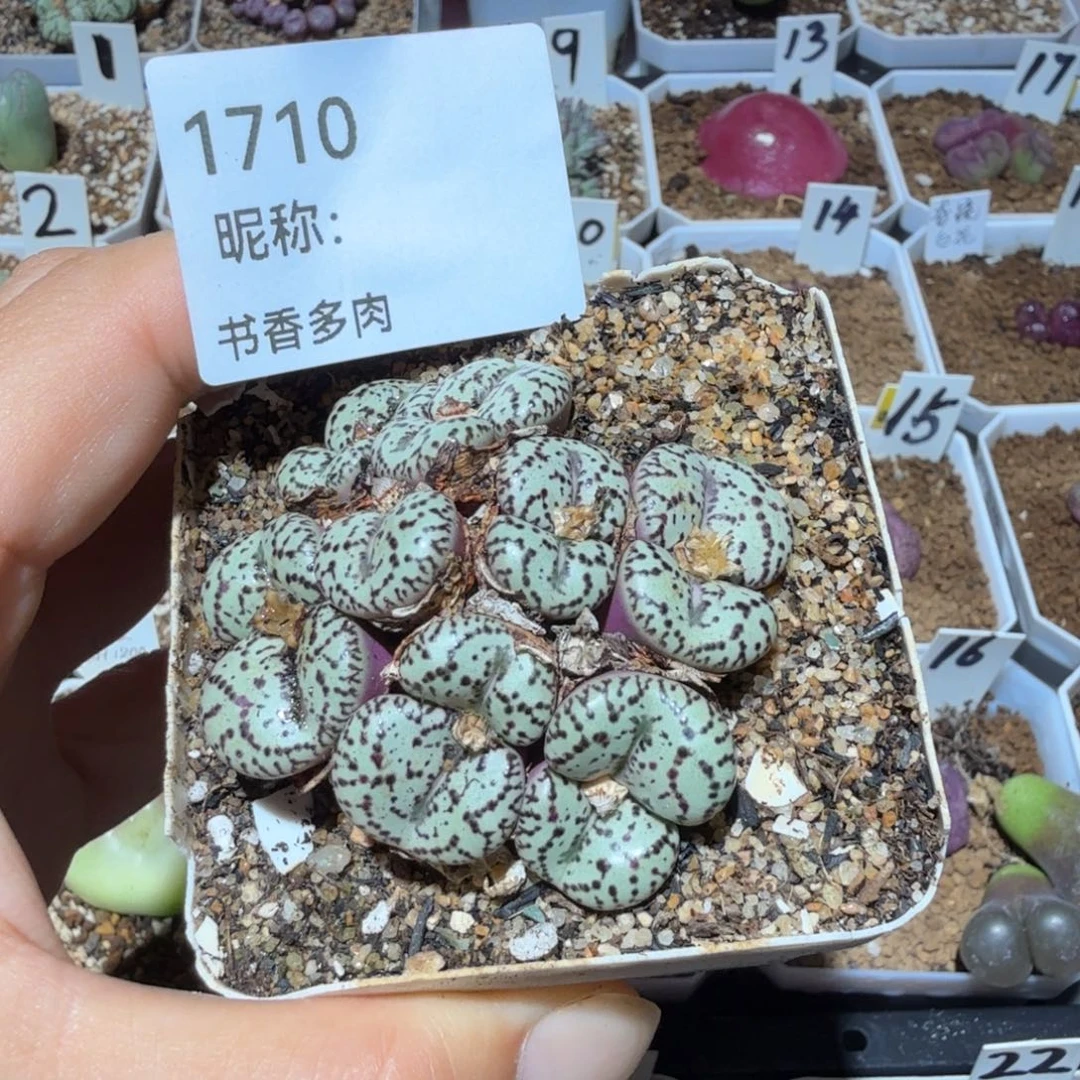 多肉植物多肉植物多肉植物