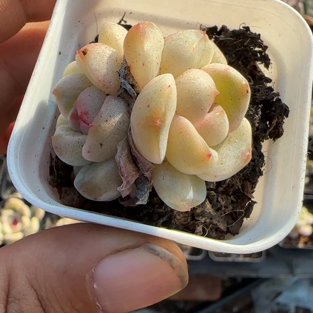 多肉小卡拉米糖心一物一拍