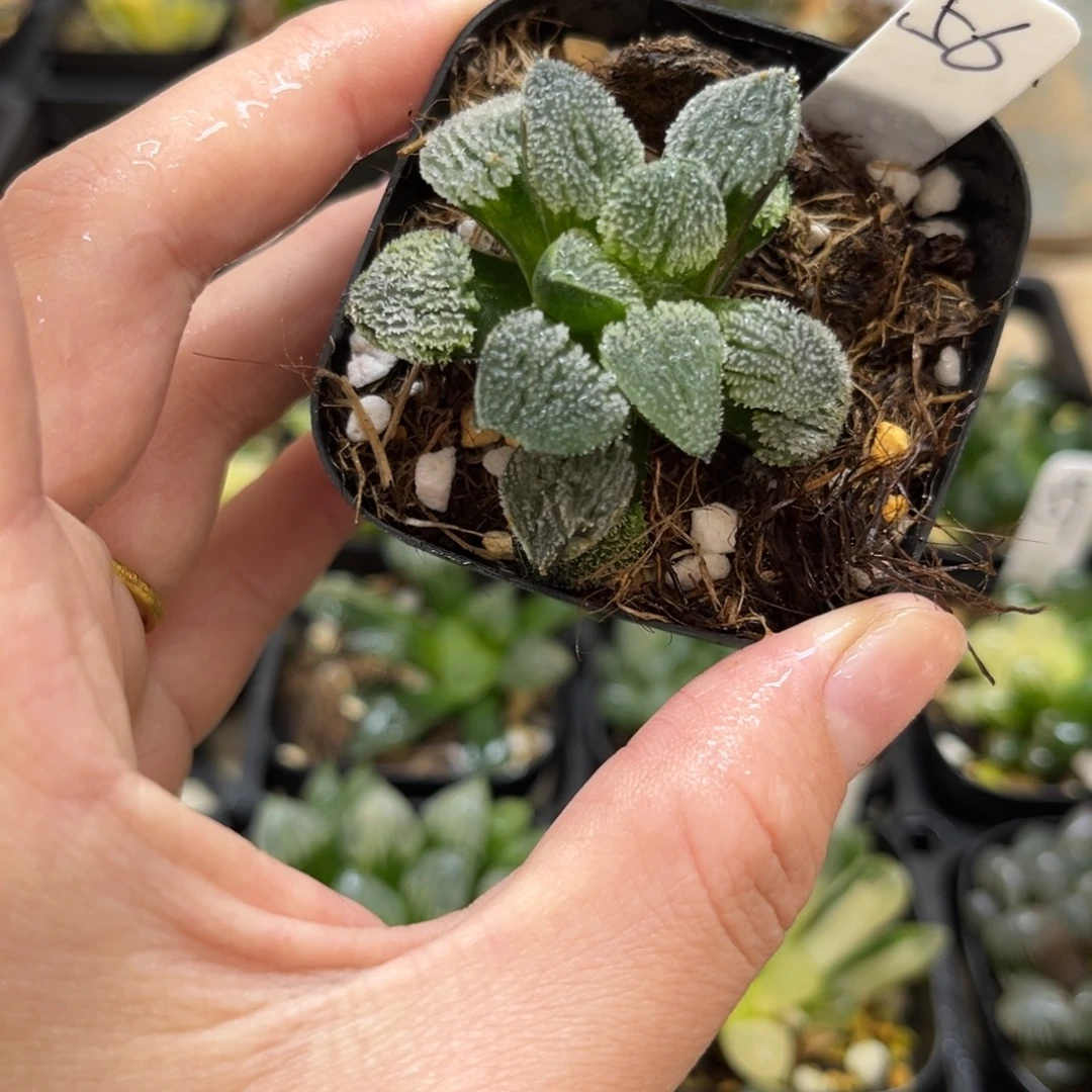 56雪之礼磨面寿锦一物一拍