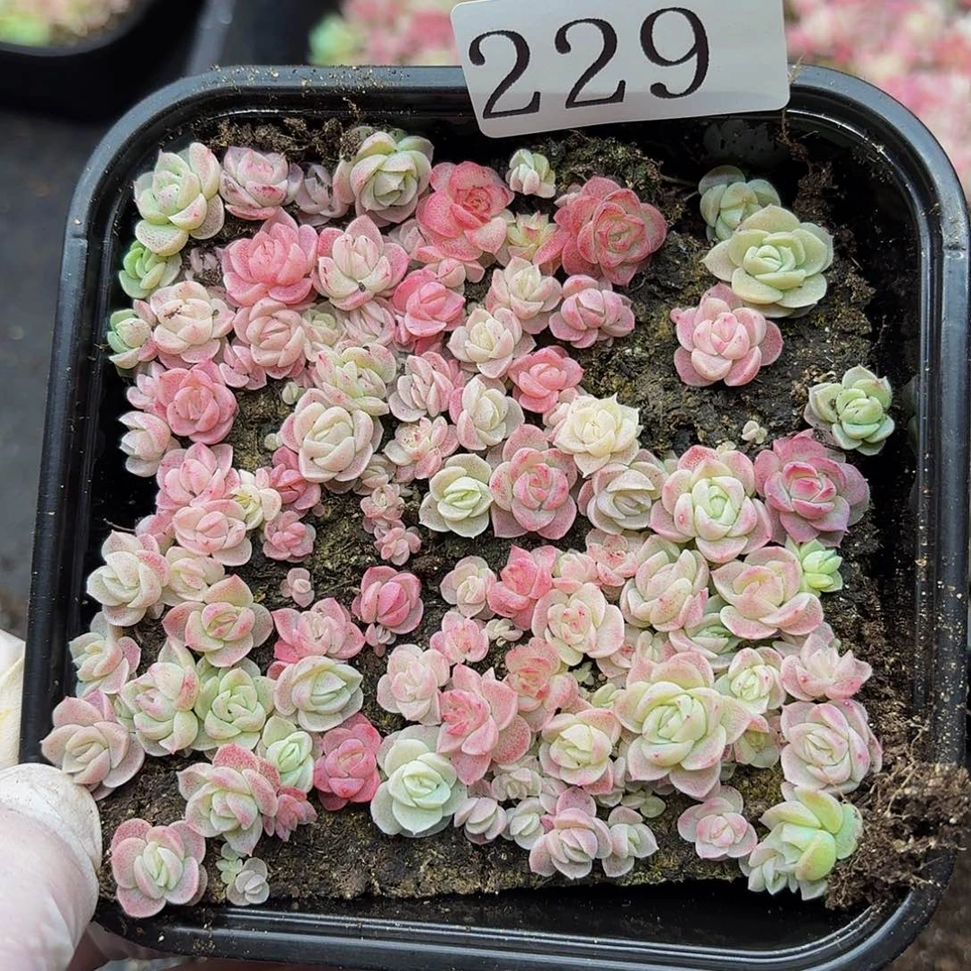 多肉植物多肉植物229