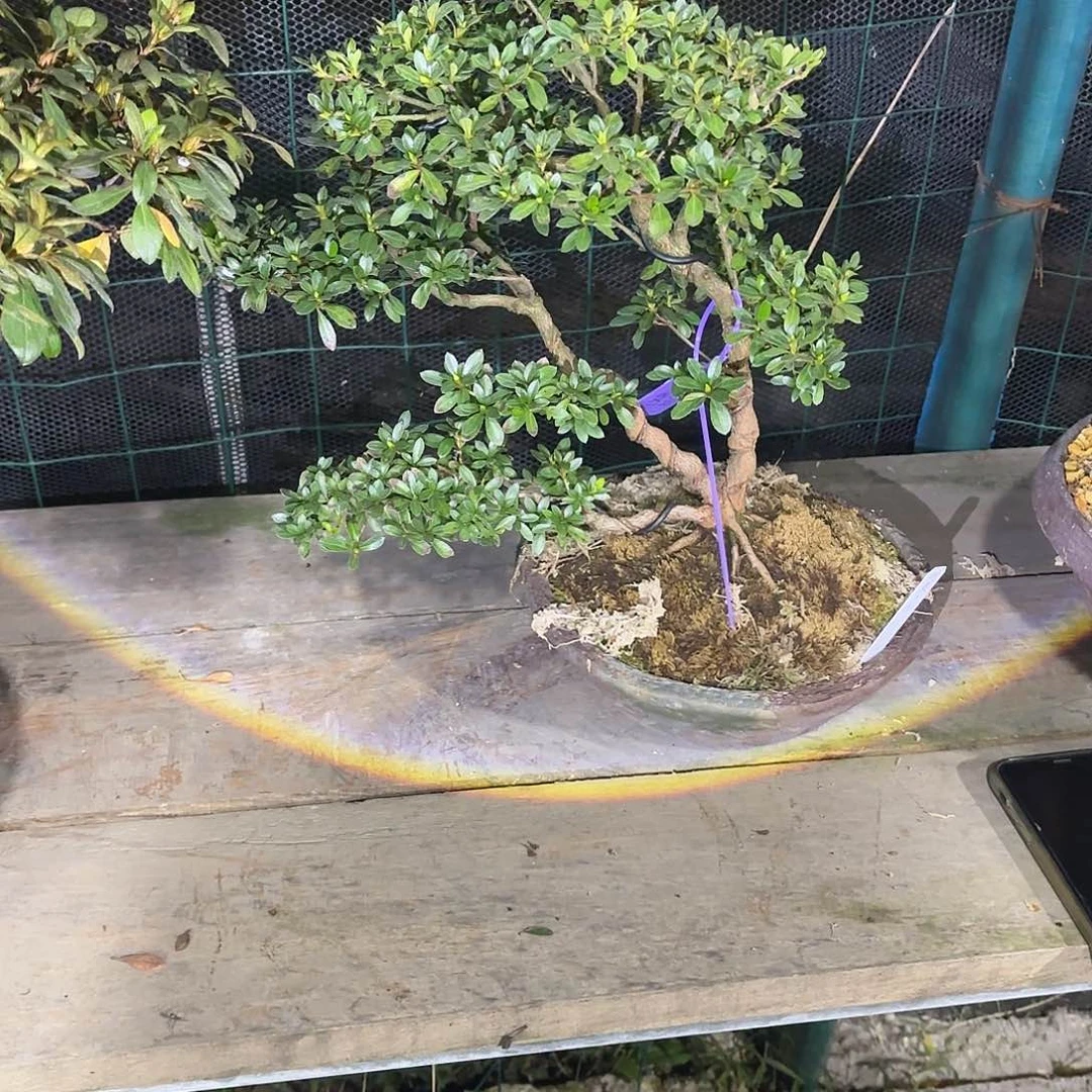 无花朵日本皋月杜鹃明美