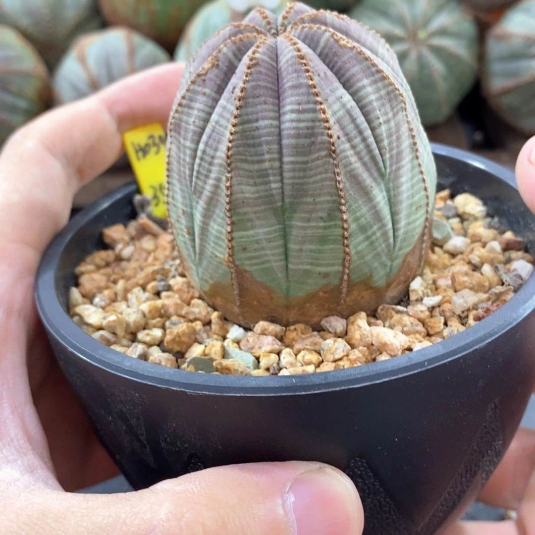 欧系实生布纹球多肉植物