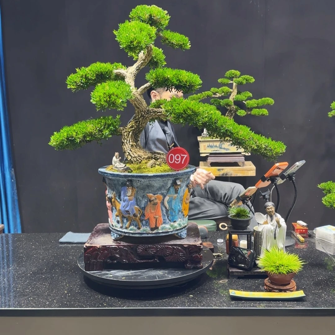 无花朵黄杨室内室外盆景艺术