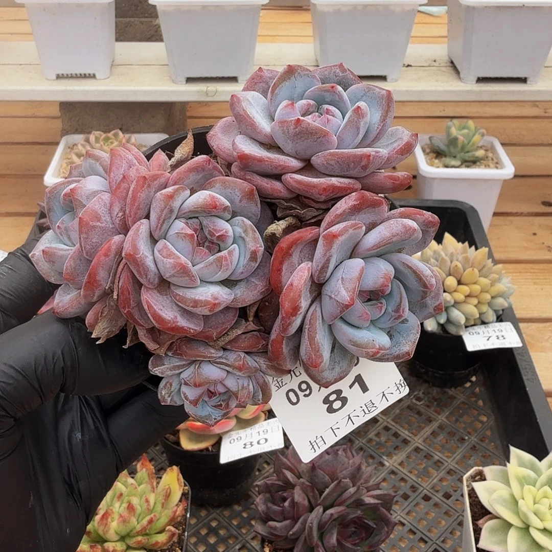 0919-81温斯莱特群