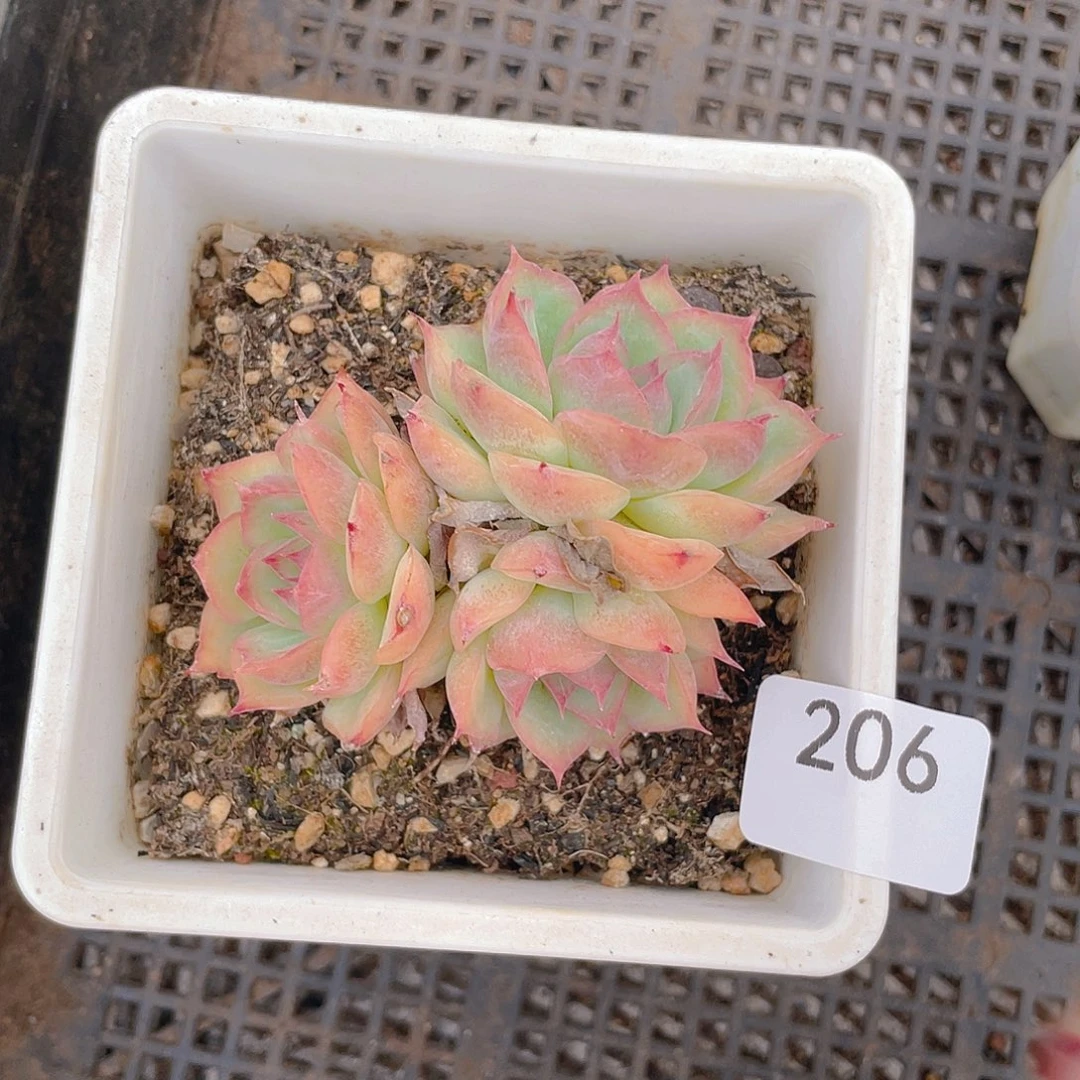 206。 粉水晶。