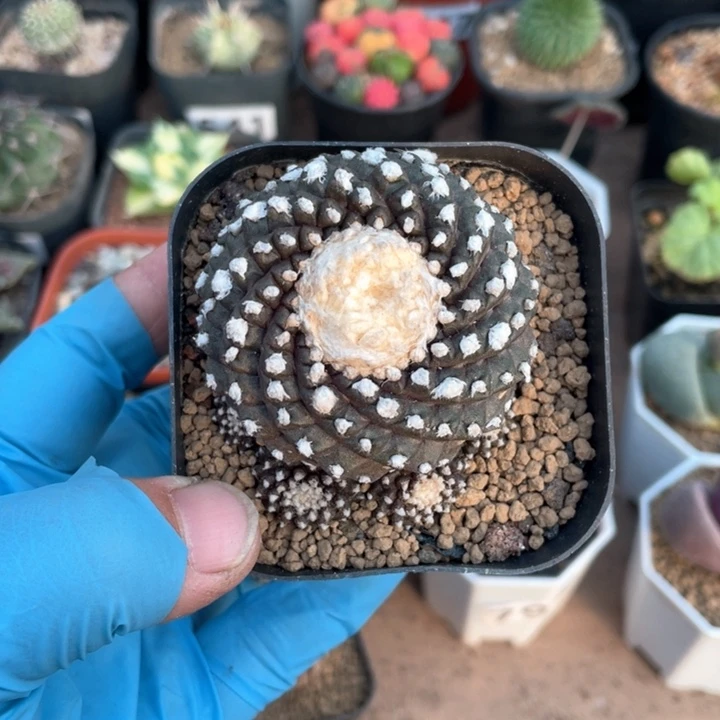 146墨碟仙人球植物