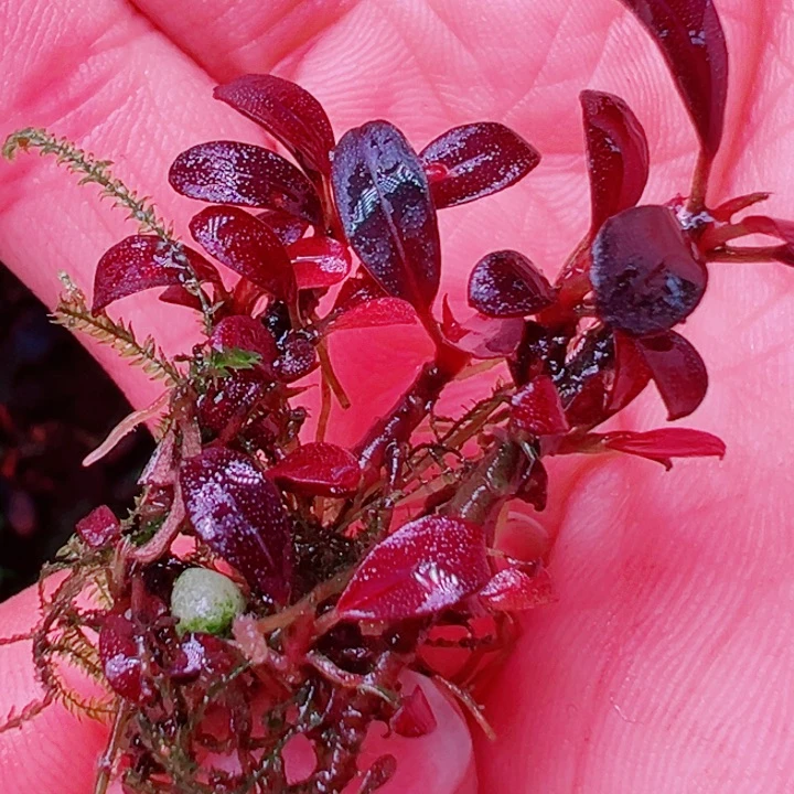 福利40号福利植物一头