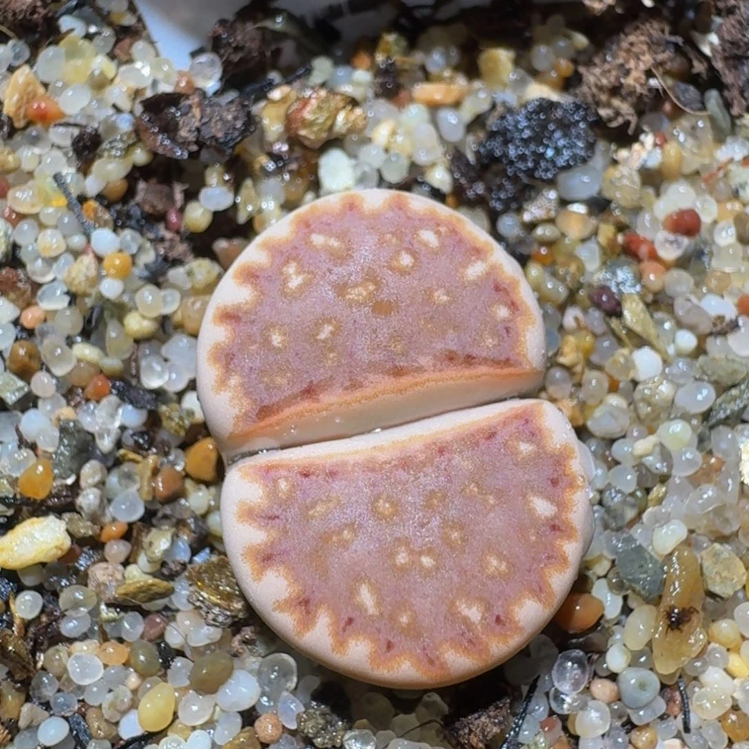 zzzzz生石花肉锥997草莓豹纹