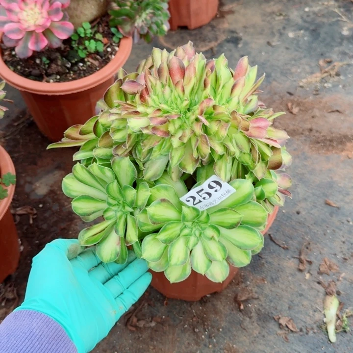259韶华缀化多肉植物满28包邮