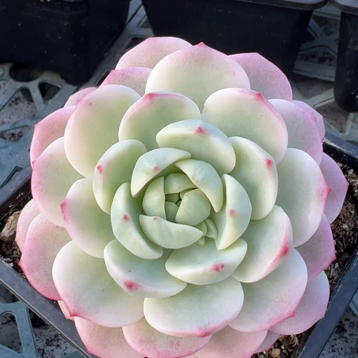 香草锦一物一拍锦龙