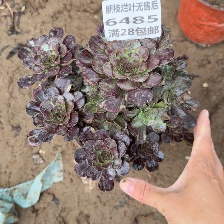6485二号棚黑钻多肉A