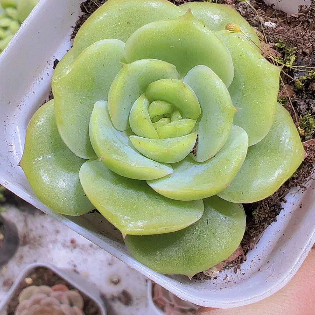 宝宝绿19包邮多肉植物