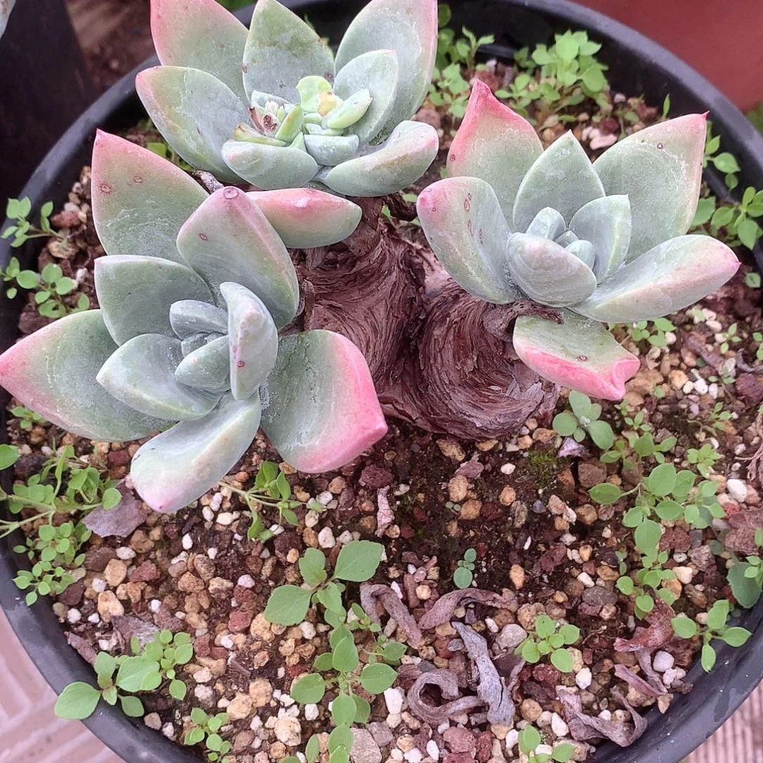 喜***阳9040贝拉仙女杯多肉