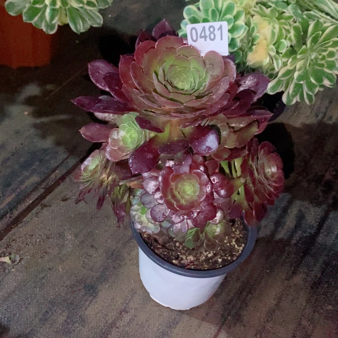 王荷兰玫瑰481多肉1111