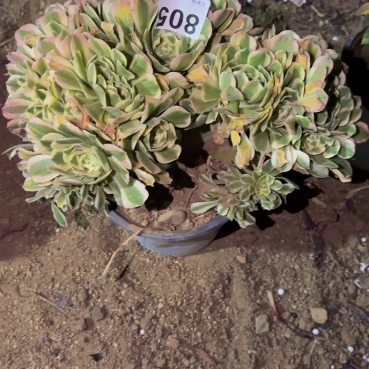 805迈巴赫多肉植物