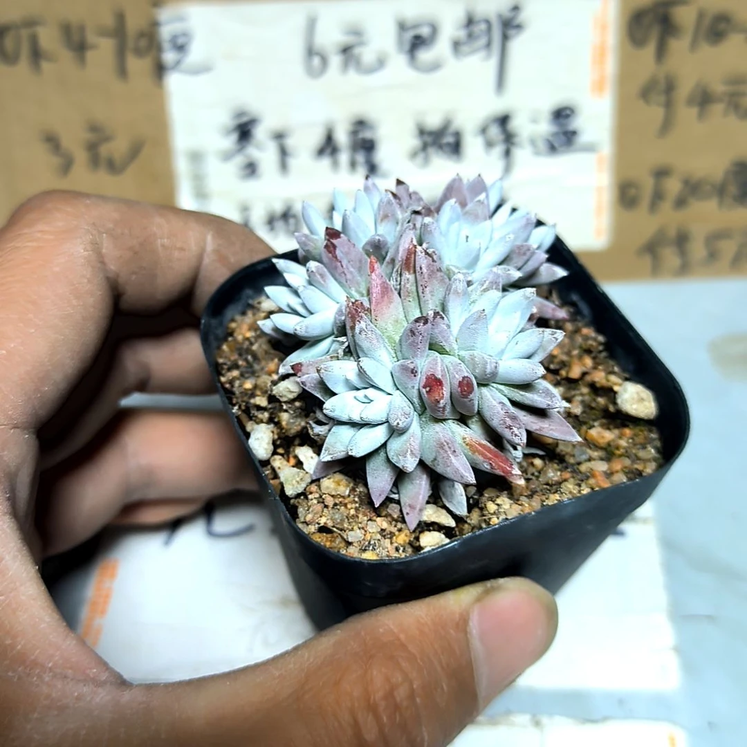 满6元包邮，白菊老庄多头方盆