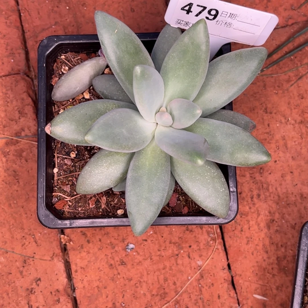企鹅多肉植物小苗479