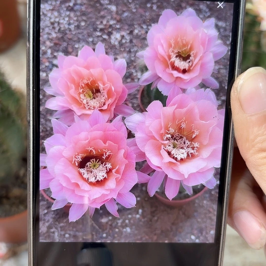 彩草橘香槟6-7公分有干皮脱土