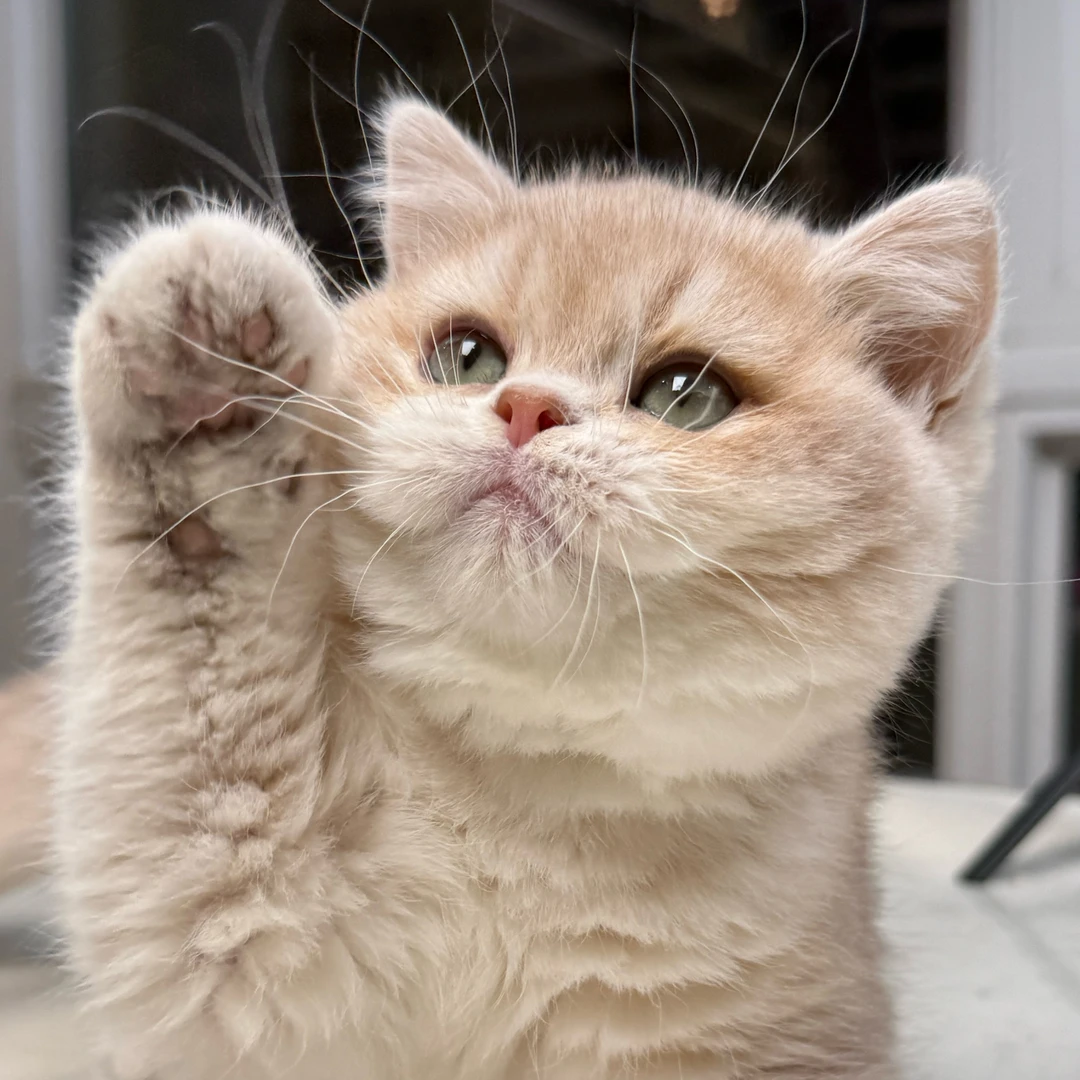 来了姊妹-蓝金英短猫-妹妹-3007