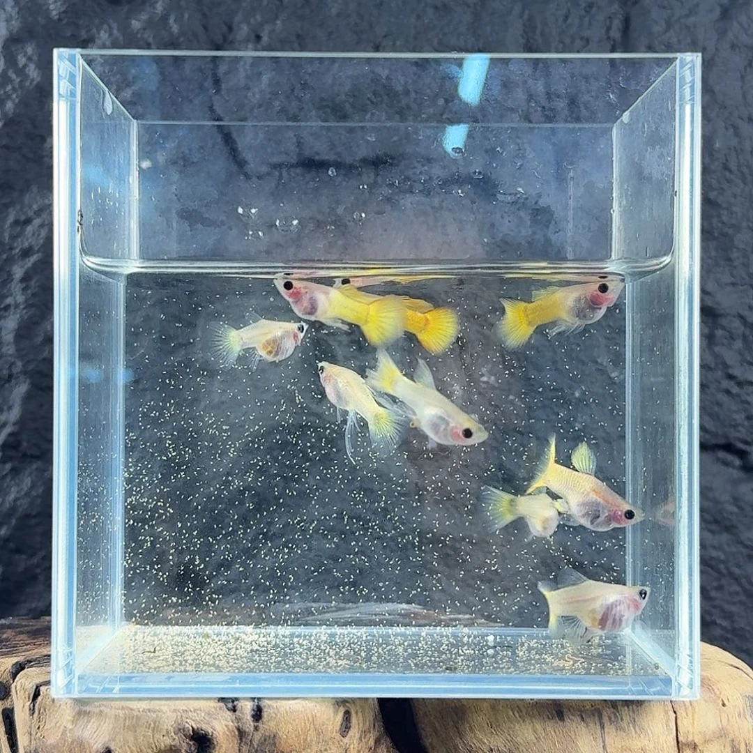 孔雀鱼黄金玻璃猫球还有C