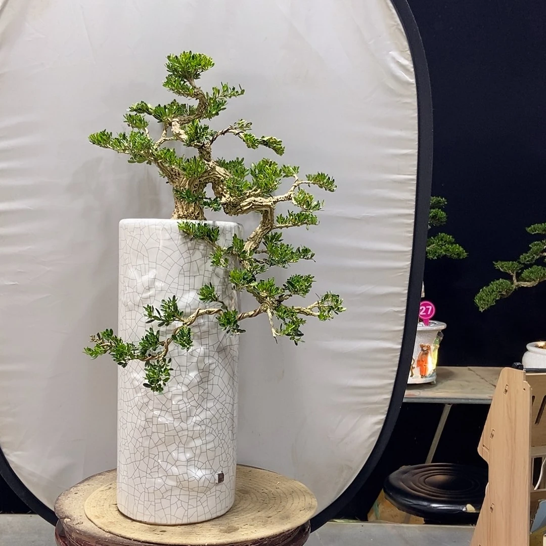 无花朵广东小叶黄杨