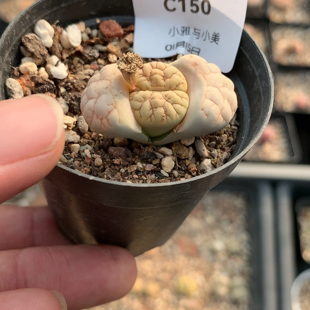 C150多肉植物保护