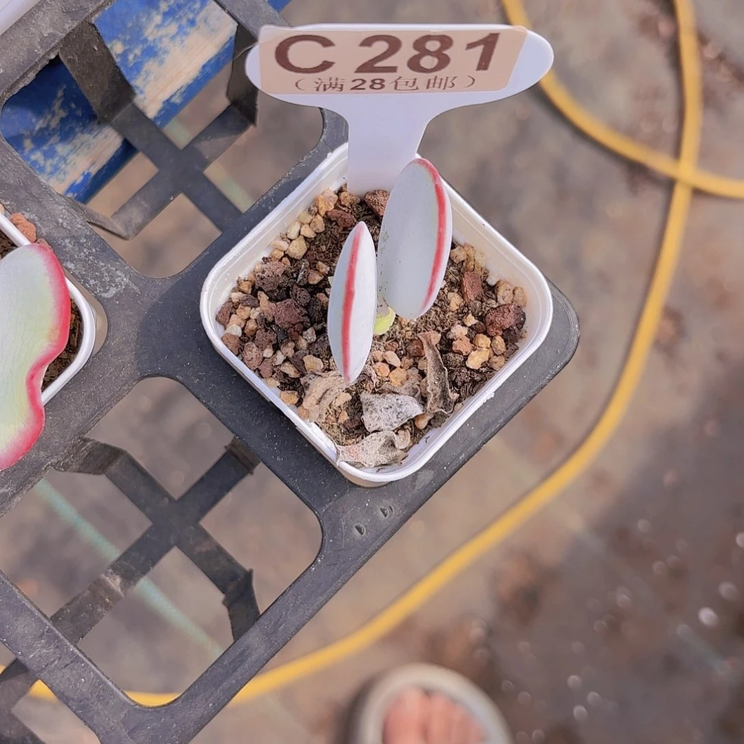 C281白眉一物一拍