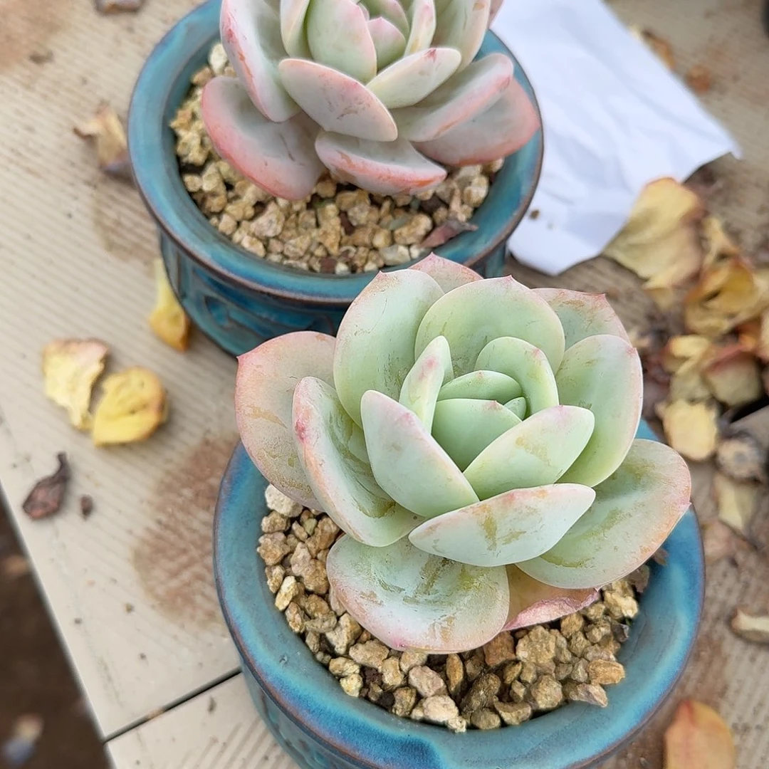 楚***楚奶茶多肉植物两颗