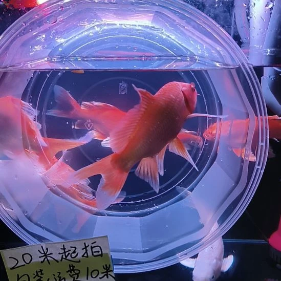 海水鱼红色蝴蝶鲤大鳍大尾