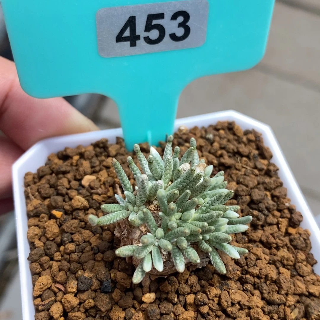 任锦多肉植物一个