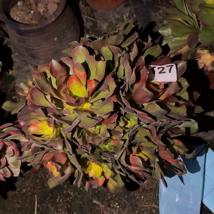 127香妃多肉植物不售后