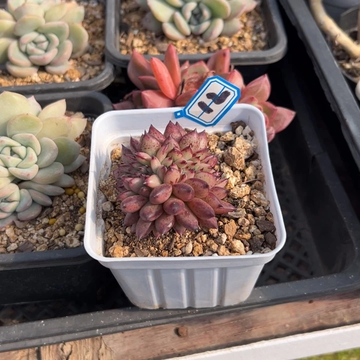 清***面一物一拍多肉流水哥