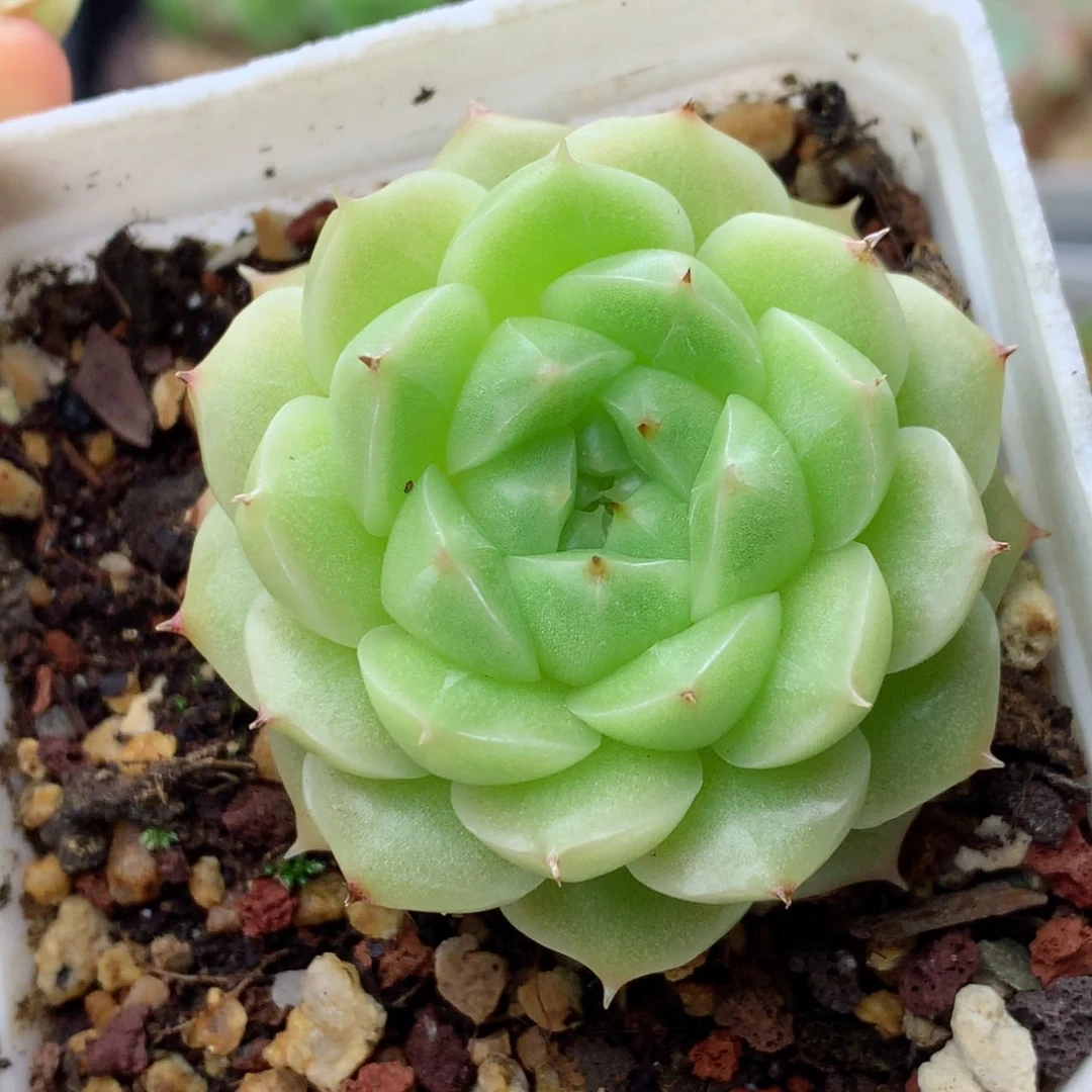 58包邮  群生不包整麦秆03