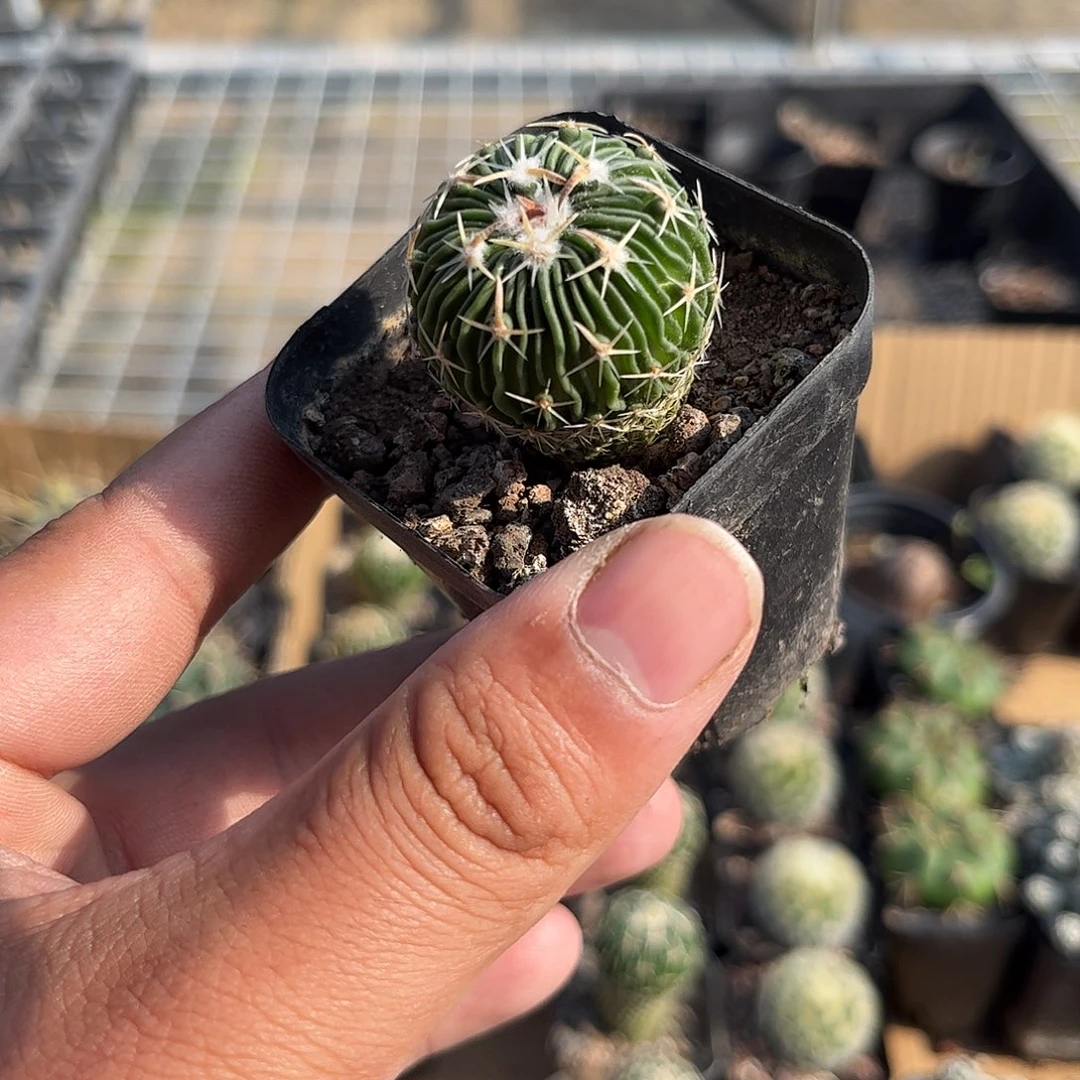 太刀岚单头发货单头发