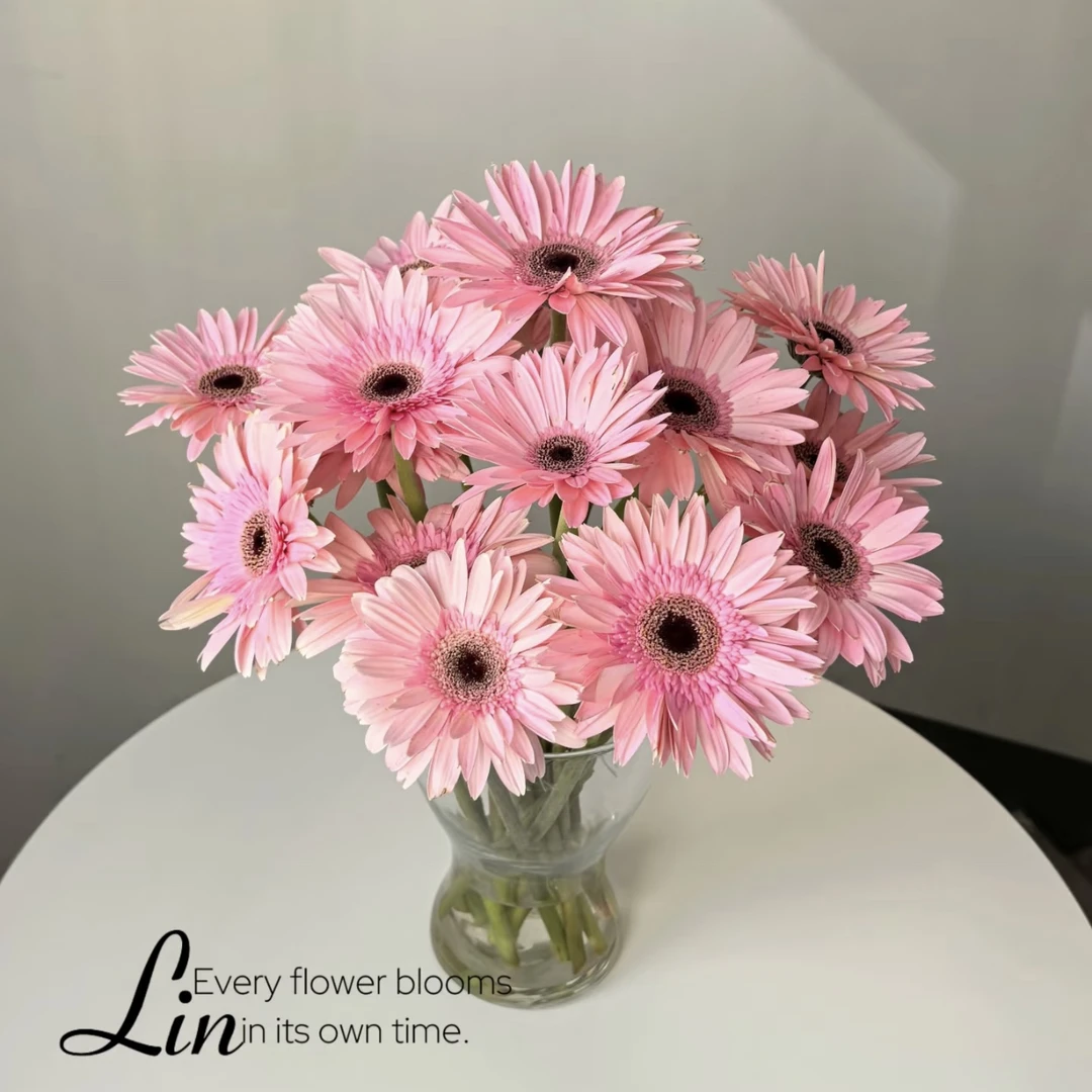 【杨鹏鲜花】A级非洲菊 云南鲜花包邮