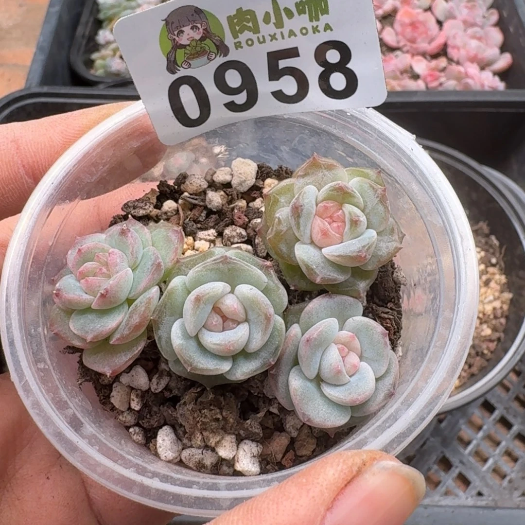 多肉植物多肉植物